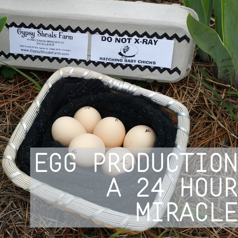 How A Chicken Makes An Egg