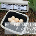 Poultry Egg Production | A 24 Hour Miracle