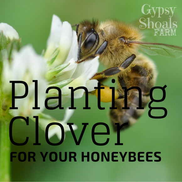How to plant clover for honeybees beehive honey production