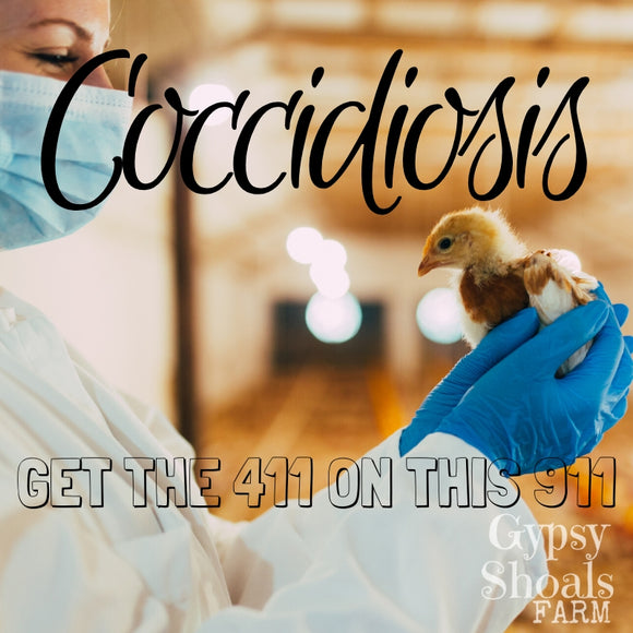 Coccidiosis: Get the 411 on this 911