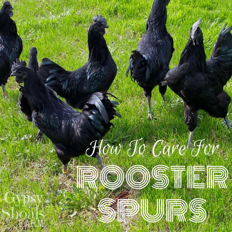 how to remove rooster spurs gypsy shoals farm