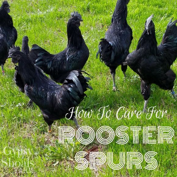 how to remove rooster spurs gypsy shoals farm