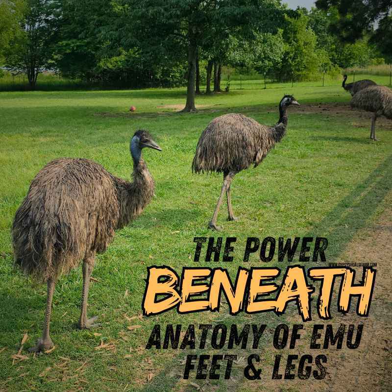 The Power Beneath: Importance and Anatomy of Emu Feet and Legs – Gypsy ...