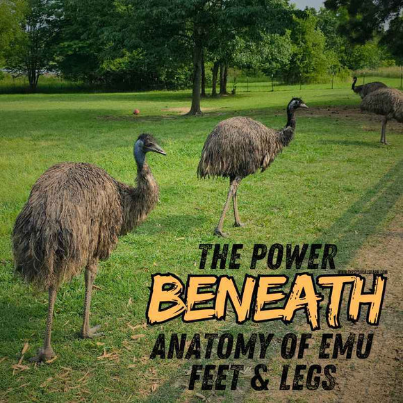 anatomy and importance of emu feet and legs
