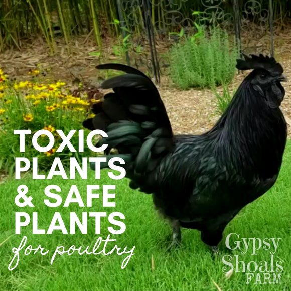 ayam cemani rooster safe plants and toxic plants for poultry backyard chickens gardening