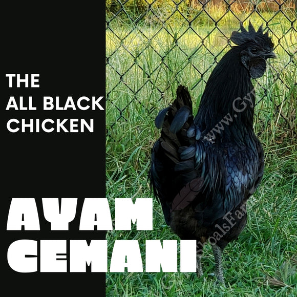 ayam cemani the all black chicken gypsy shoals farm