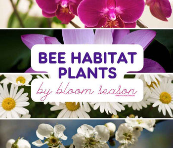 Bee Habitat Plants by Bloom Season