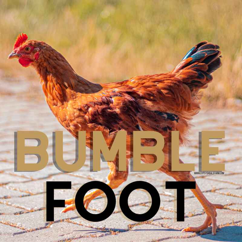 bumblefoot_causes_treatment_prevention