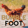 Bumble Foot Removal Treatment and Prevention