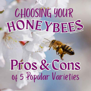 Choosing Honeybees: The Pros and Cons of 5 Popular Honeybee Varieties