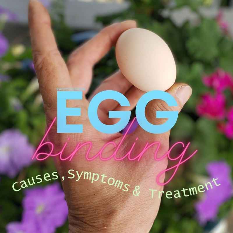 Egg Bound Hens:  Causes, Symptoms, Treatment and Prevention For Your Backyard Chickens