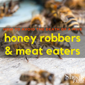 How to Prevent Honey Robbers & Meat Eaters in Beehives