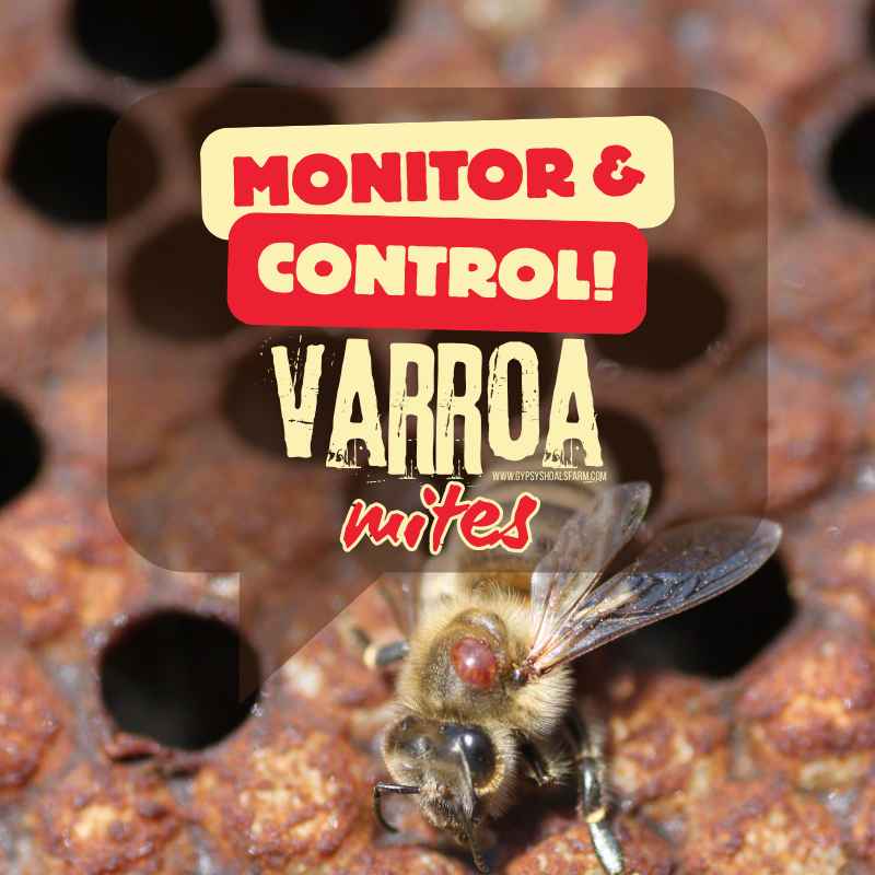 How To Monitor And Control Varroa Mite Infestations – Gypsy Shoals Farm