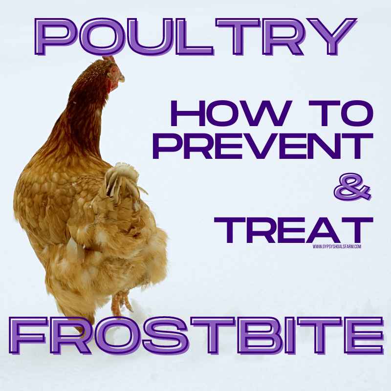 Poultry Frostbite Treatment and Prevention – Gypsy Shoals Farm