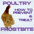 Poultry Frostbite Treatment and Prevention