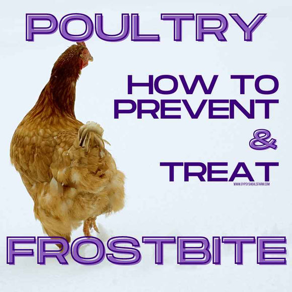 how_to-prevent_treat_poultry_frostbite