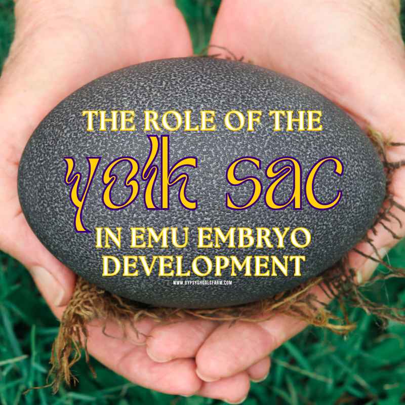 Role of the Yolk Sac in Emu Embryo Development