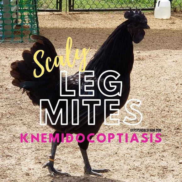scaly-leg-mites-knemidocoptiasis-causes-treatment
