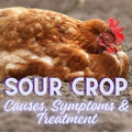 Causes Symptoms and Treatment of Poultry Sour Crop
