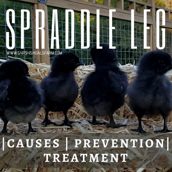 spraddle leg causes prevention and treatment poultry health