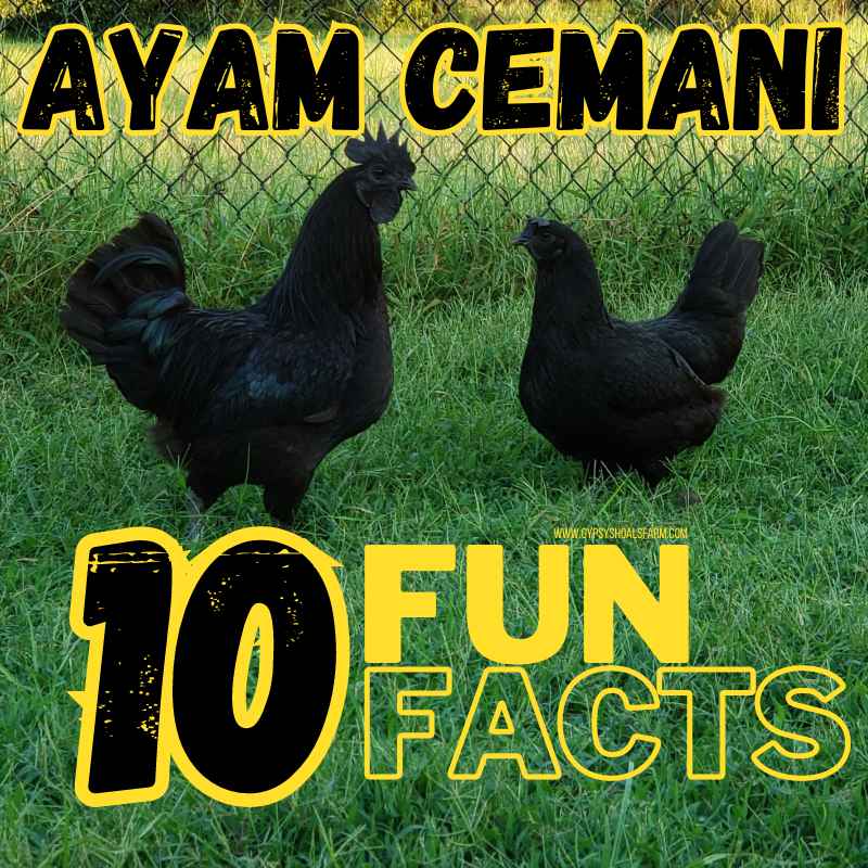 Ayam Cemani Chickens Ten Interesting Facts