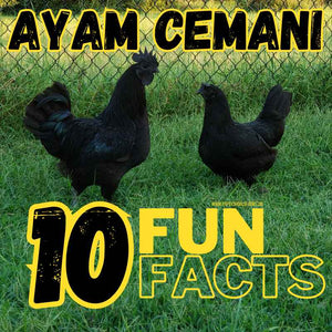 Ayam Cemani Chickens Ten Interesting Facts