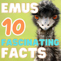 Ten Fascinating Facts About Emus