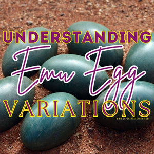 Understanding Emu Egg Variations