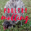 Why Poultry Molt and How to Help Your Chickens Through Molting