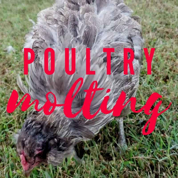 poultry molting FAQ's for the backyard chicken owner