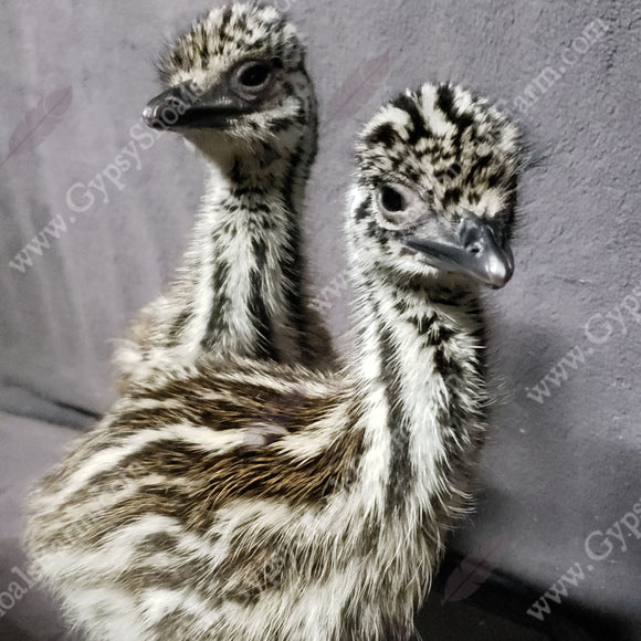 Emu Chicks and Hatching Eggs for Sale