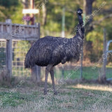 adult-female-emu-gypsy-shaols-farm-emu-breeder-hatchery-usa