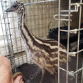 baby-emu-gypsy-shoals-farm-emu-hatchery-usa