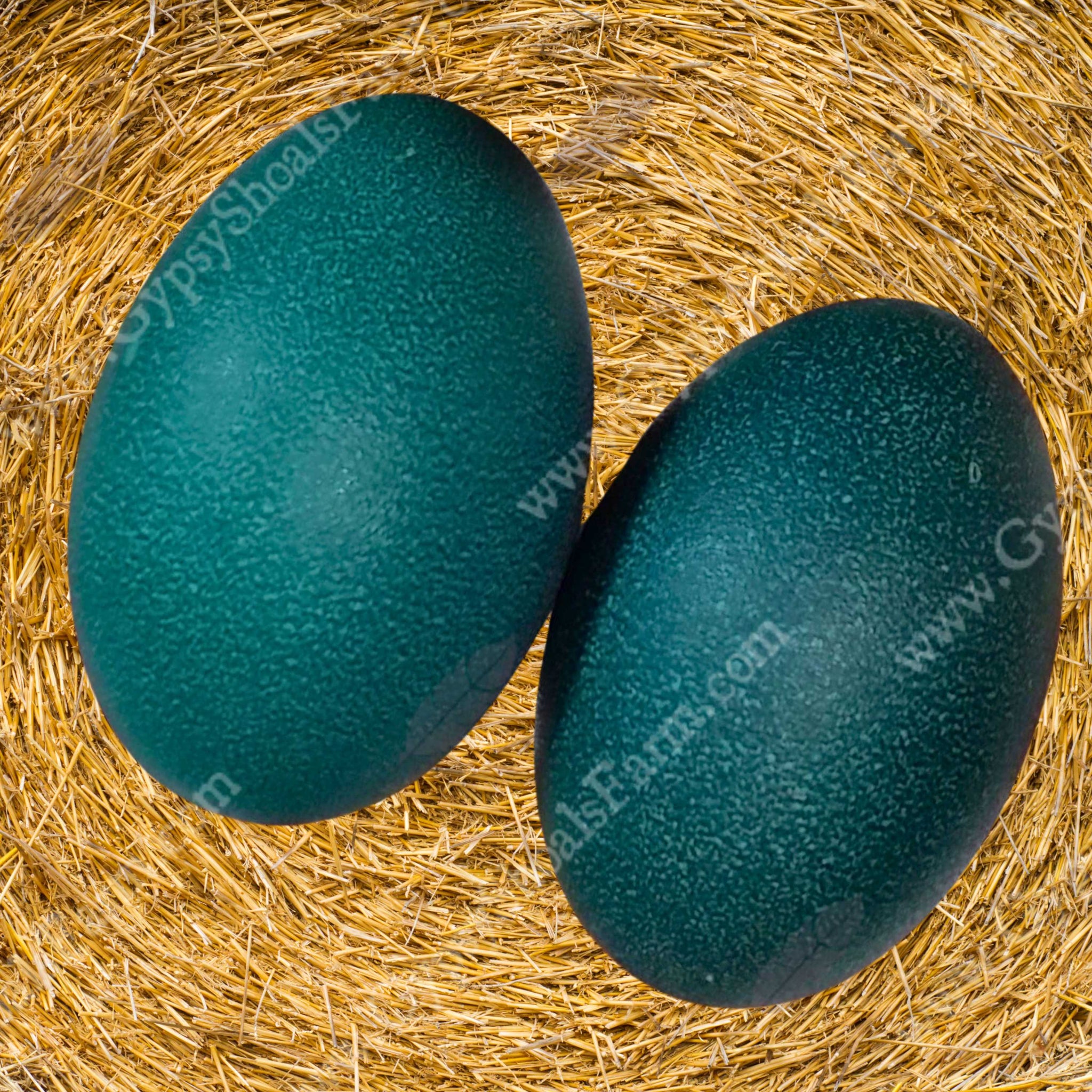 Emu Fertilized Hatching Eggs Gypsy Shoals Farm
