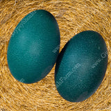 emu-hatching-eggs-for-sale-usa-gypsy-shoals-emu-farm
