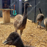 DNA Sexed Emu Juveniles for Sale