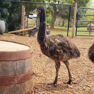 DNA Sexed Emu Juveniles for Sale