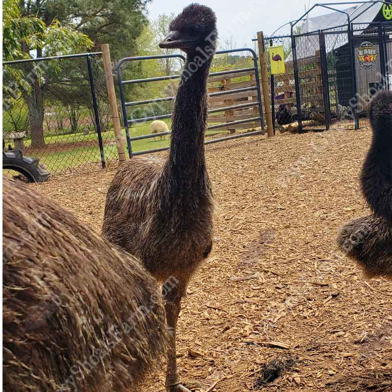 Emu Chicks for Sale | Gypsy Shoals Farm Emu Chicks for Sale | Gypsy Shoals Farm