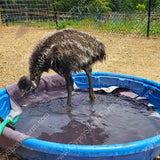 emus love to play in water