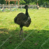 emus love to run and need space