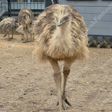 gypsy-shoals-farm-blonde-emu-chicks-alabama-farm