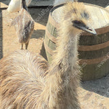 gypsy-shoals-farm-blonde-emu-chicks-alabama