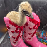 gypsy-shoals-farm-blonde-emu-chicks-baby-emus