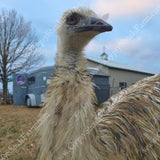 gypsy-shoals-farm-blonde-emu-chicks-emu-breeder