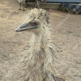 gypsy-shoals-farm-blonde-emu-chicks-emu-hatching-season