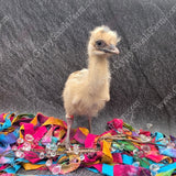 gypsy-shoals-farm-blonde-emu-chicks-for-sale