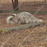 gypsy-shoals-farm-blonde-emu-chicks-hatchery