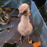 gypsy-shoals-farm-blonde-emu-chicks-hatching