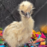 gypsy-shoals-farm-blonde-emu-chicks-healthy-hatchlings