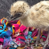 gypsy-shoals-farm-blonde-emu-chicks-newly-hatched